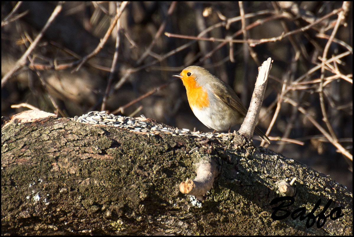 Il sempre bel Pettirosso.